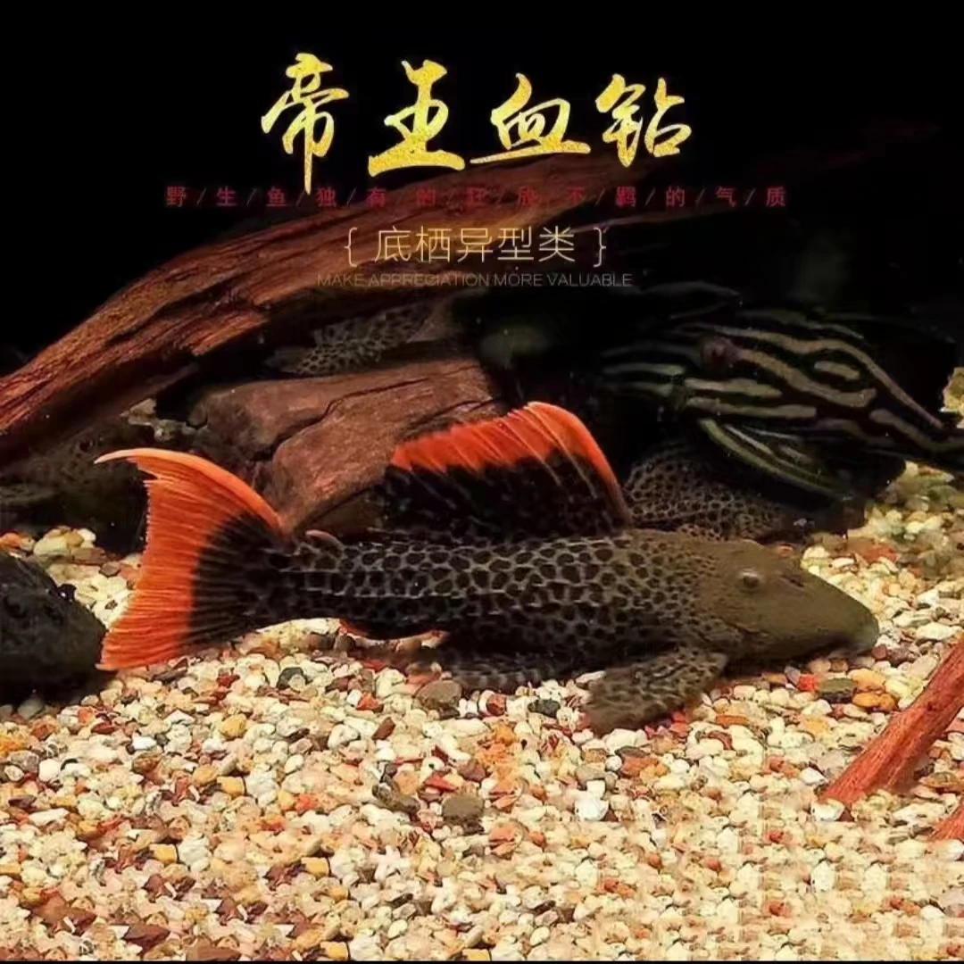 帝王血钻 观赏鱼