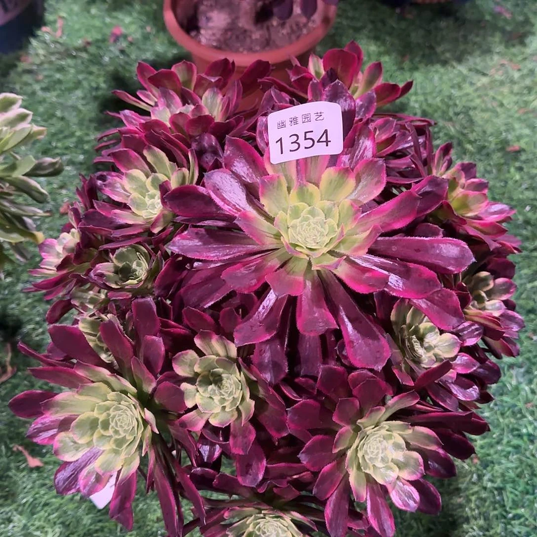 多肉植物紫浪1354