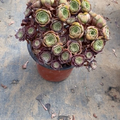万圣节8多肉植物法师法师