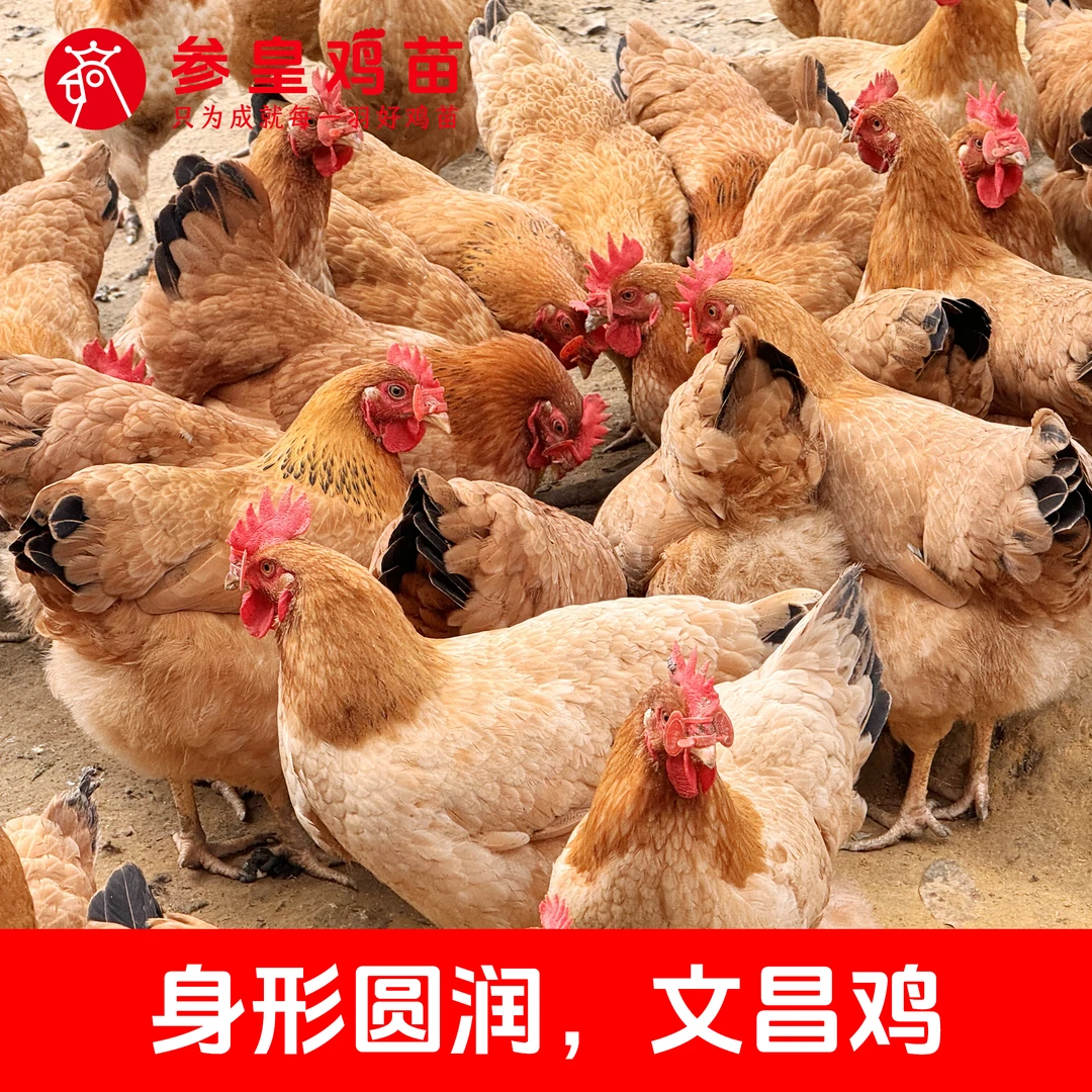 参皇文昌母鸡短身圆润可爱红毛鸡