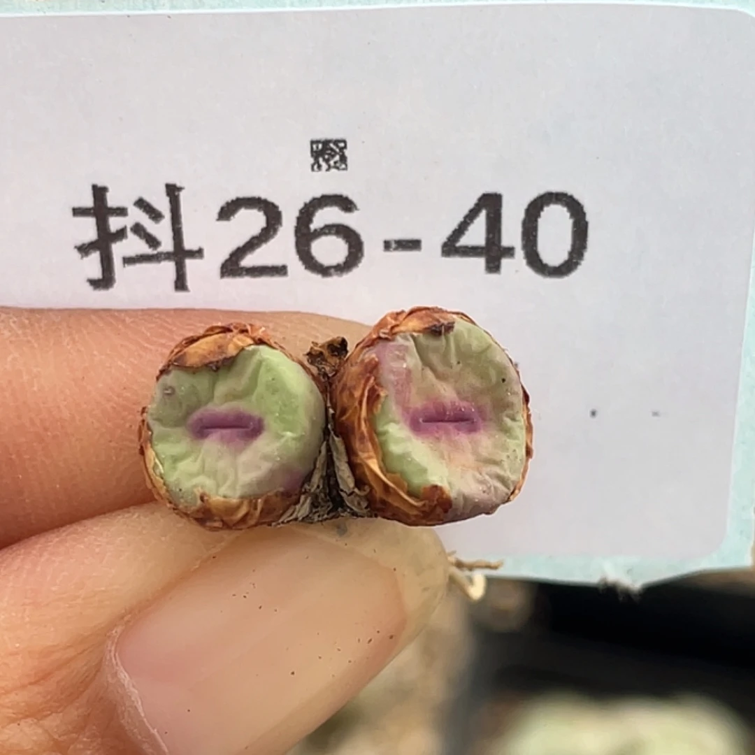26-40嘴多肉植物肉锥