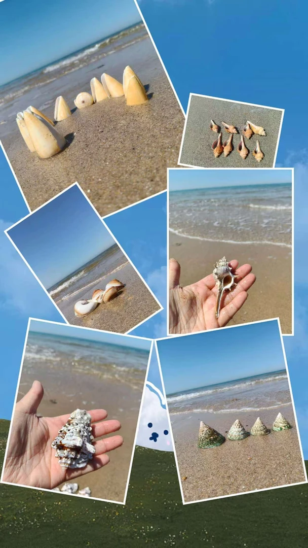 天然海螺贝壳精品用于鱼缸及家居地台橱窗装饰创意礼物