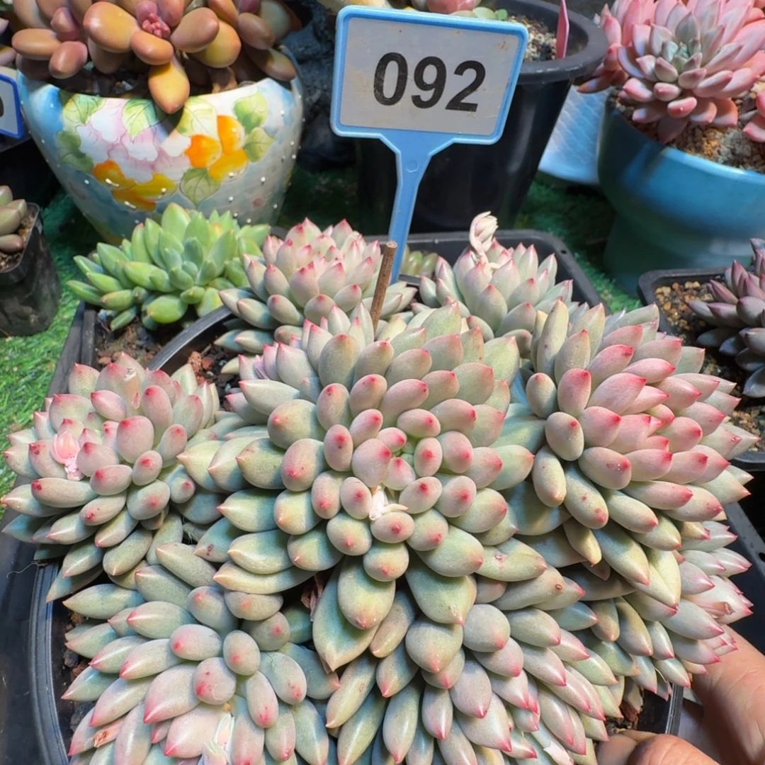 多肉植物言字群092