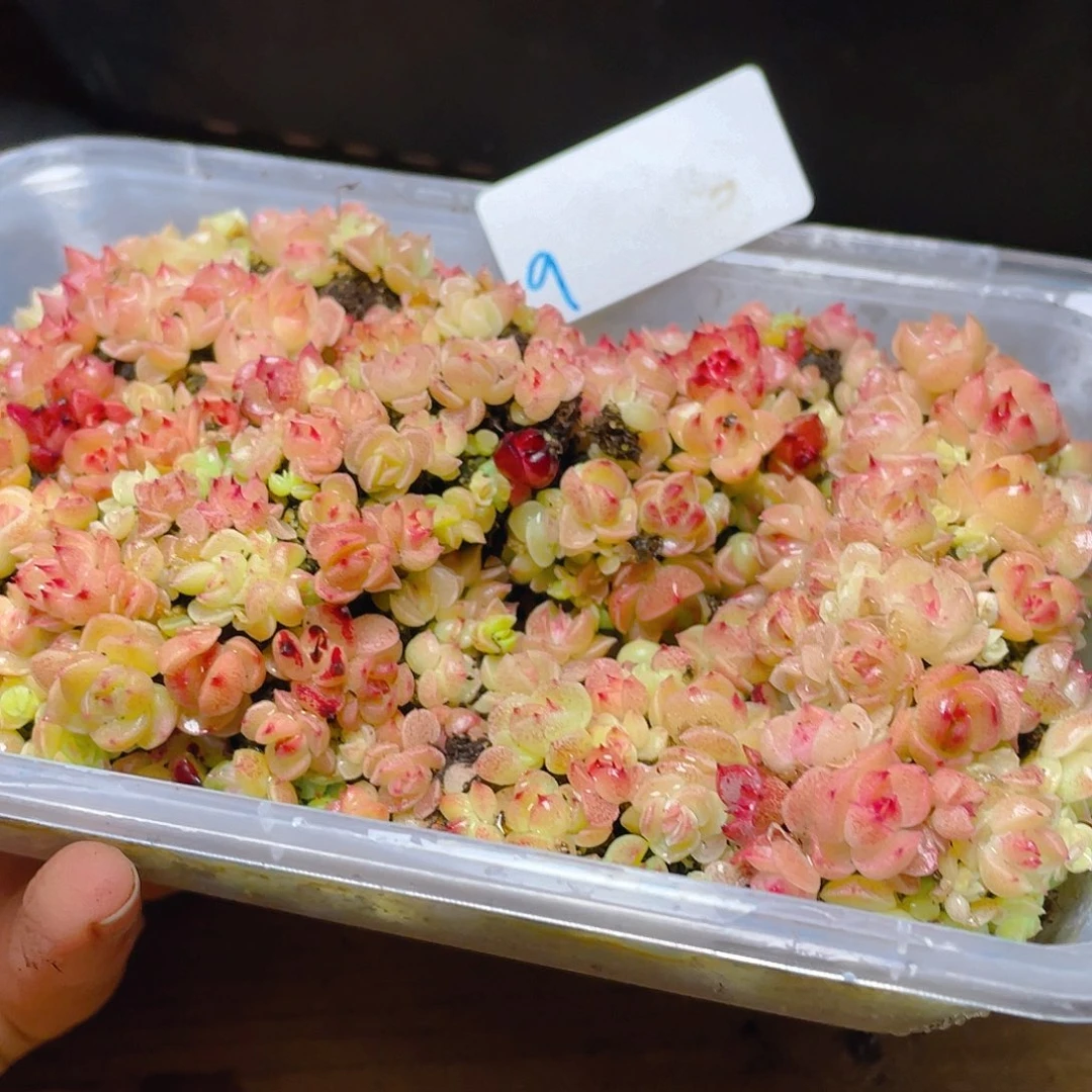 多肉植物多肉植物9