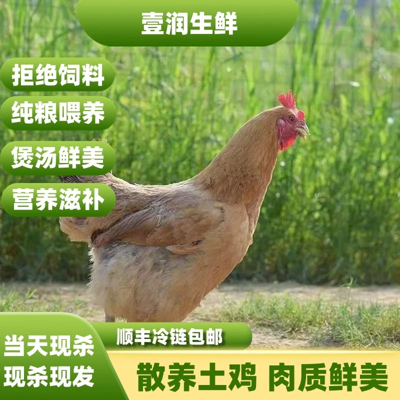 拍一发三【顺丰包邮】正宗散养黑脚母鸡溜达鸡跑山鸡炒鸡孕妇煲汤z