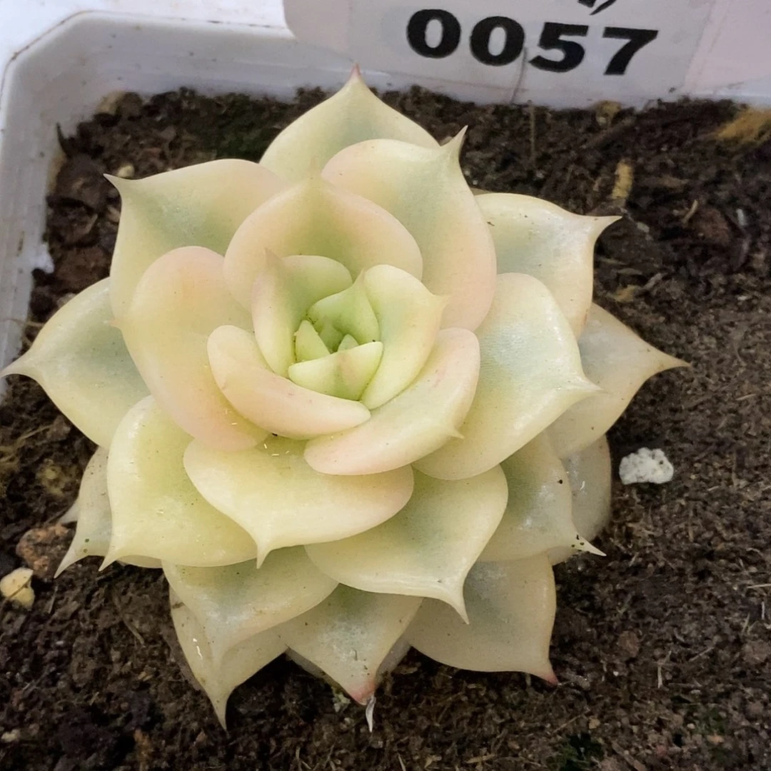 057贝加尔湖哈哈哈哈