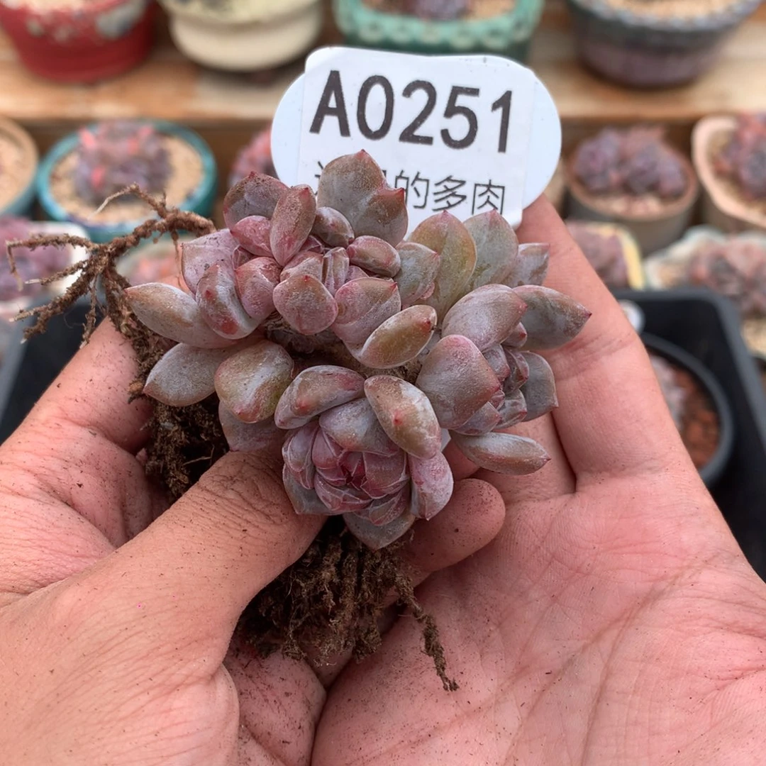 A0251 石榴籽朵朵缀 有砍 高杆 7cm