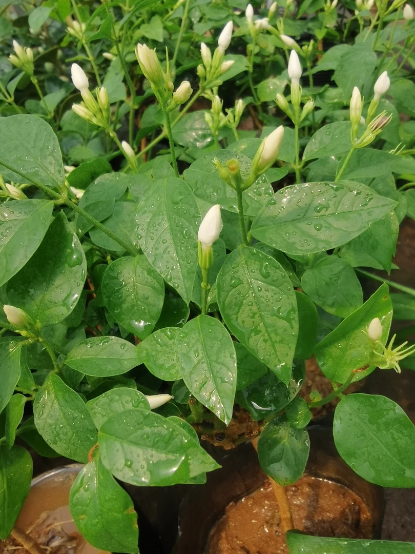 笔尖茉莉花盆栽浓香型独杆棒棒糖原土原盆四季发货