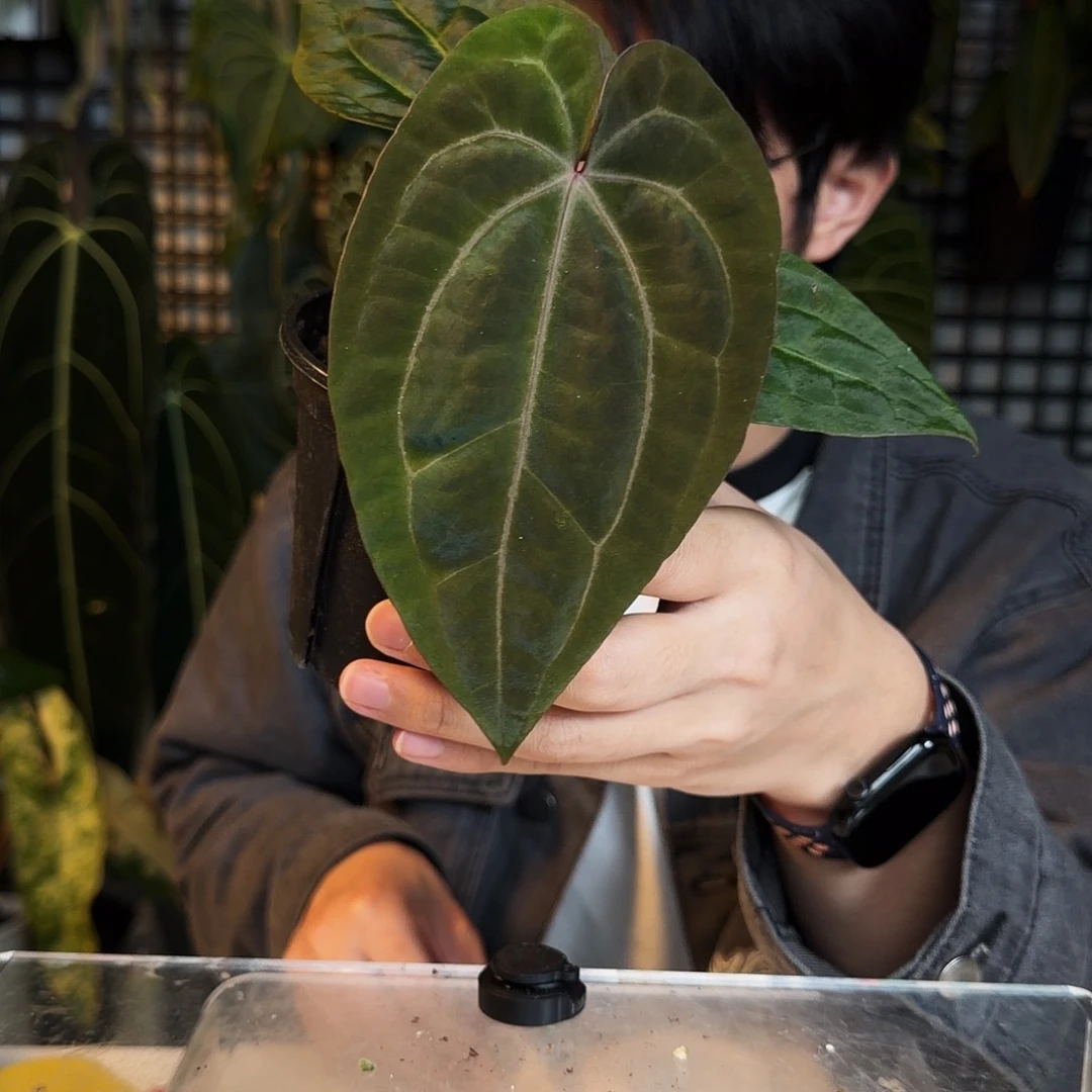 完全开放O21 kos杂黑凤凰