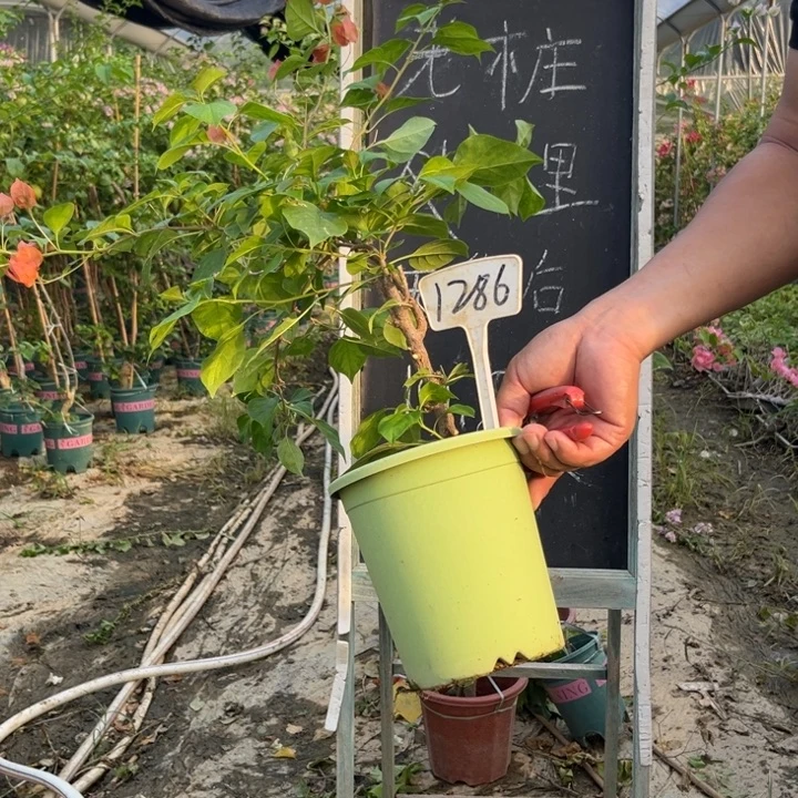 无花朵三角梅三角梅1286