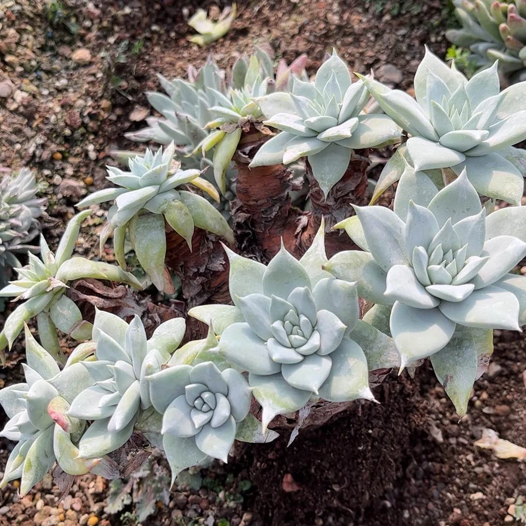 8582瑕疵大花朵苹果叶多肉