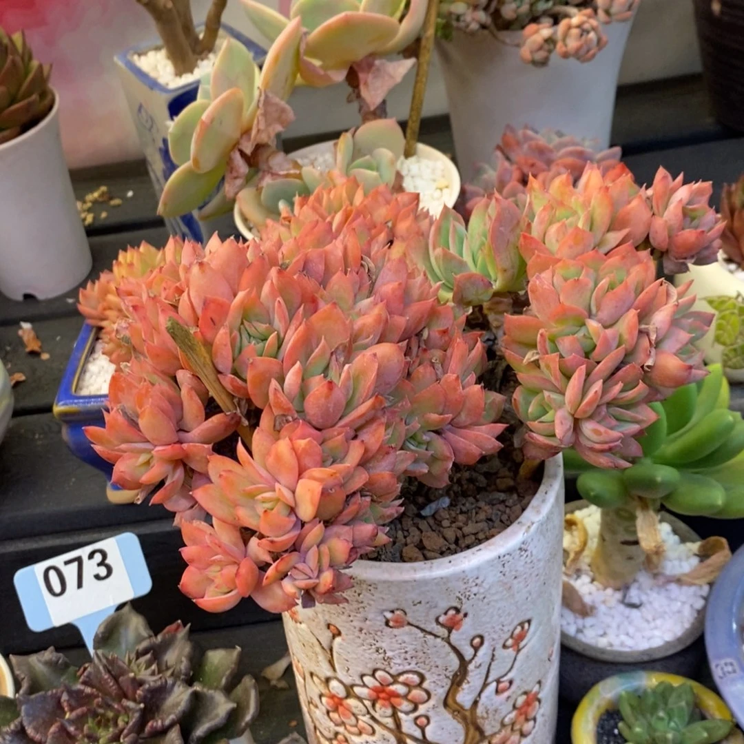 绮罗多肉植物盆栽