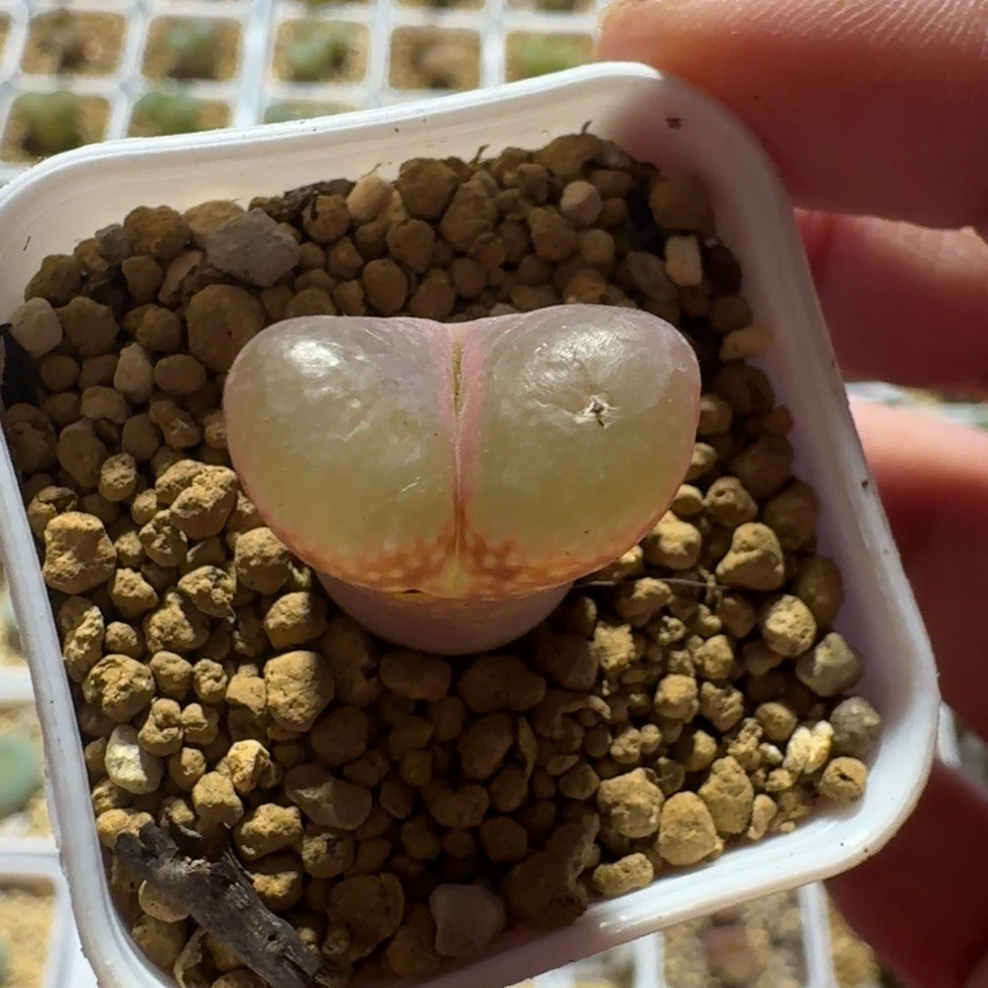 Ｒ*多肉...............