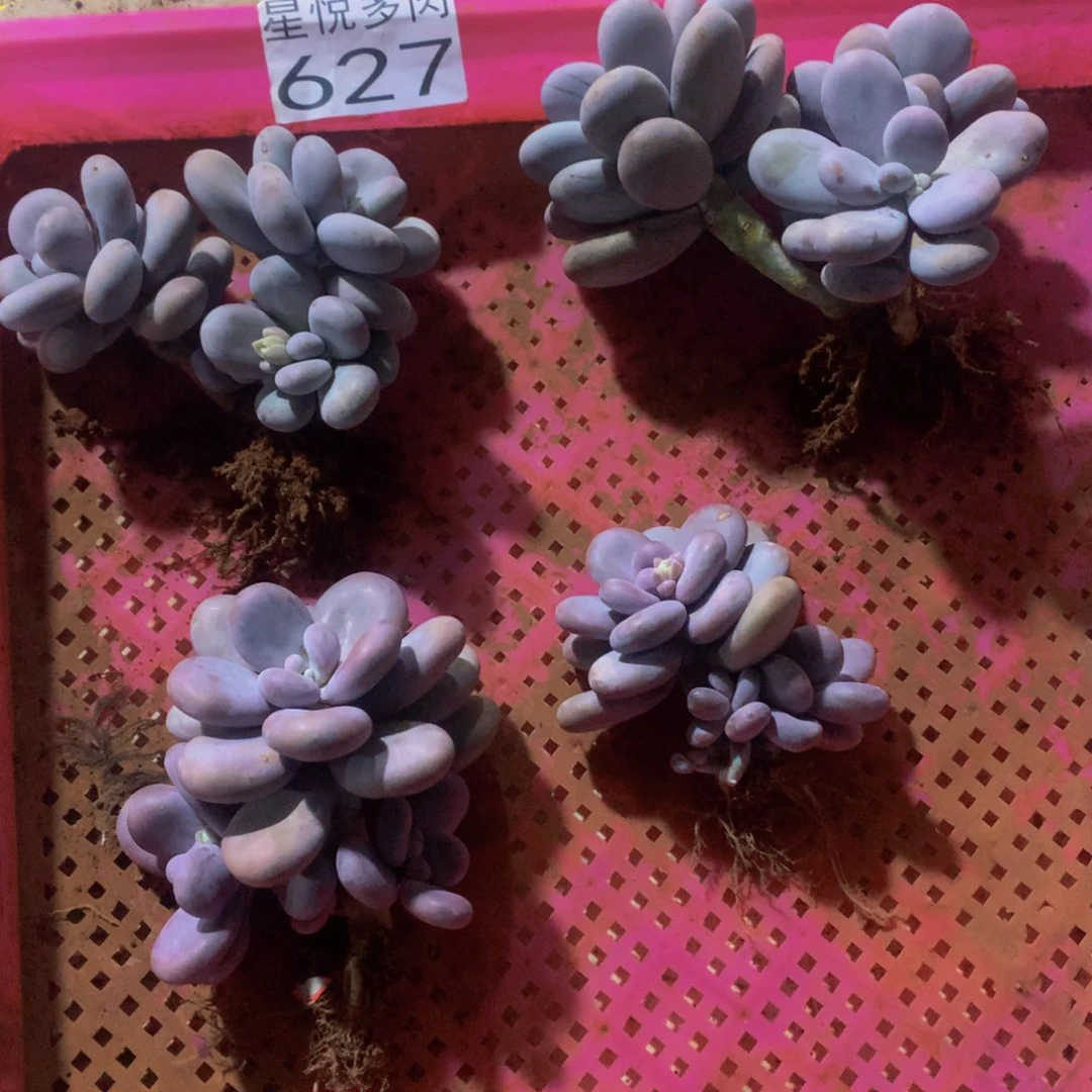 睿****常星悅多肉 627奶酪成雪球