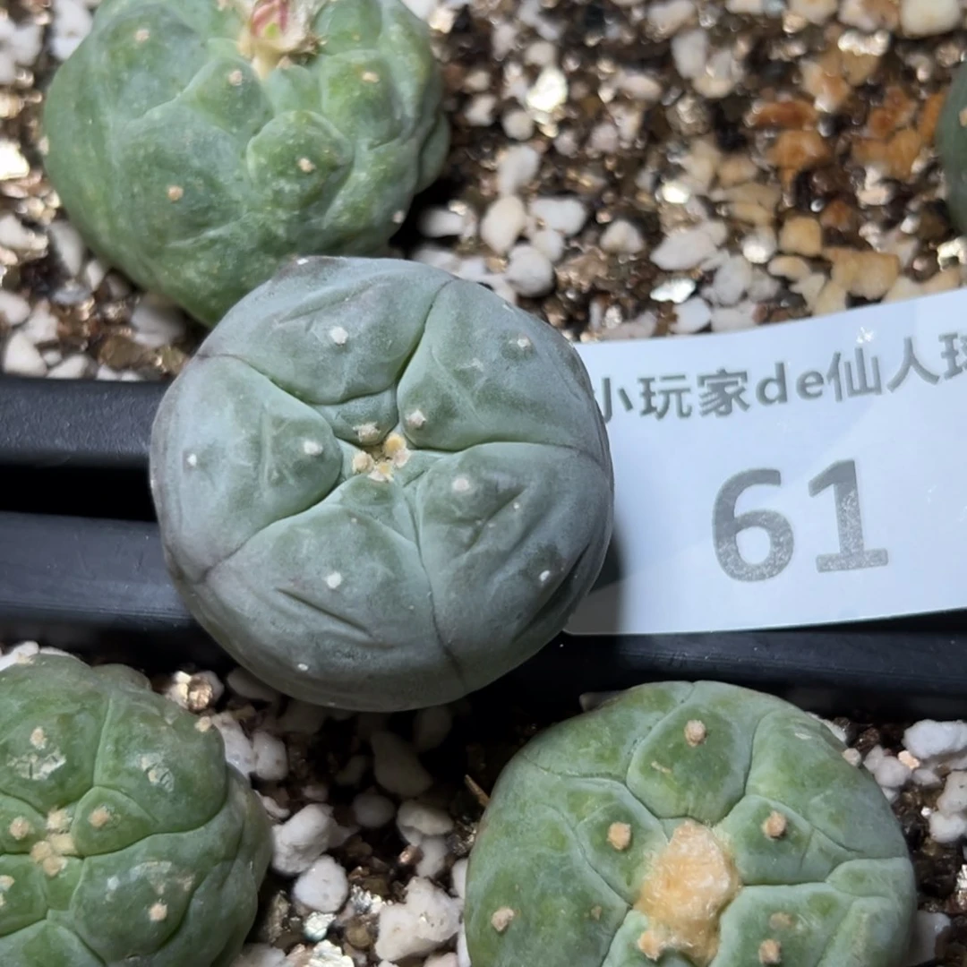 小*61 无根 仙人球的故事也太