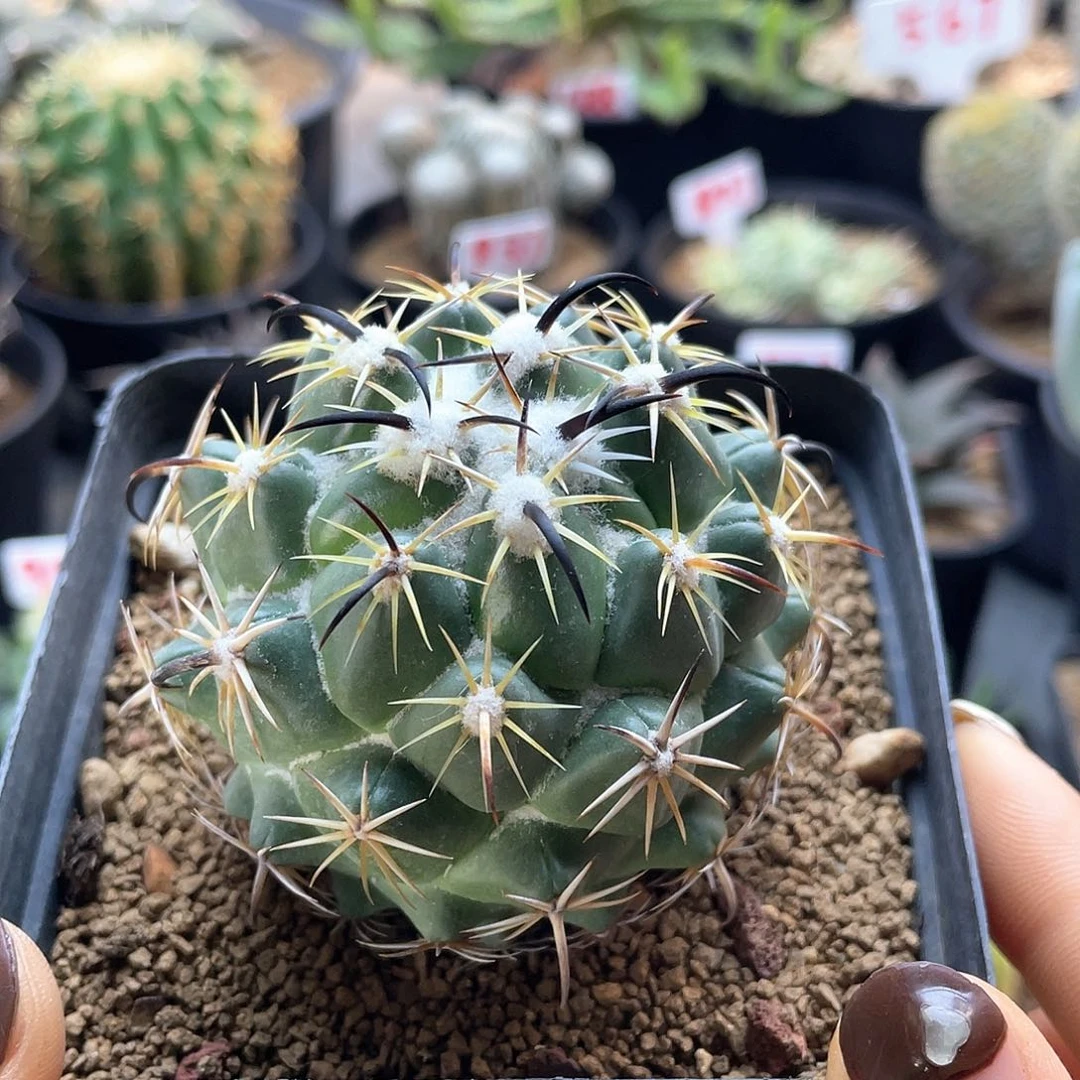 雪顶狂刺钢钉仙人球多肉