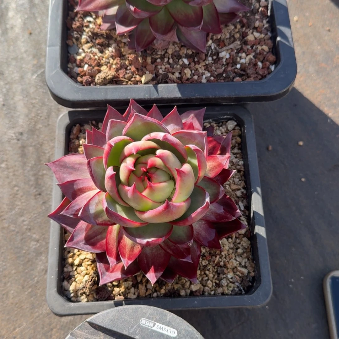 珍***妮无花朵肉肉肉肉肉肉肉肉