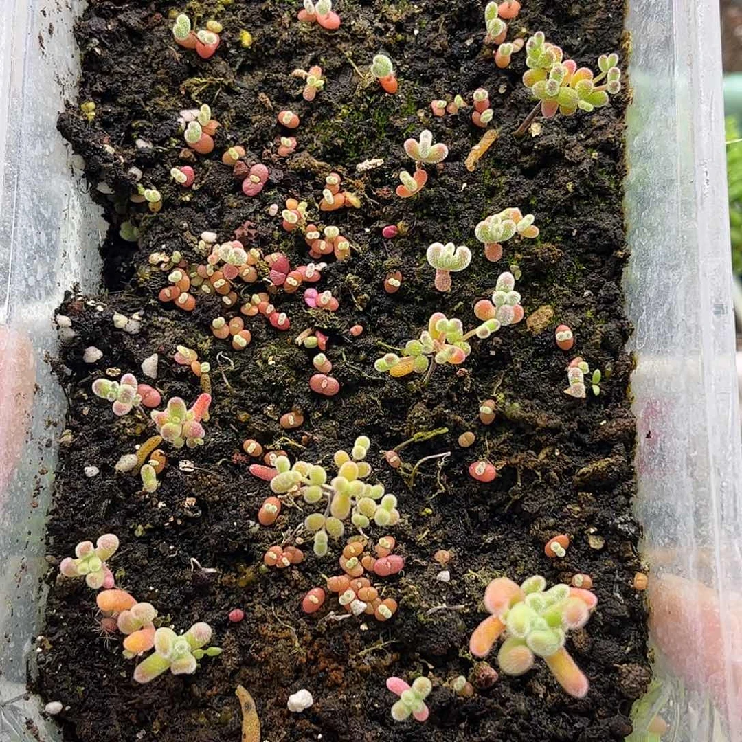 23混播切糕有实生锦优选枝干