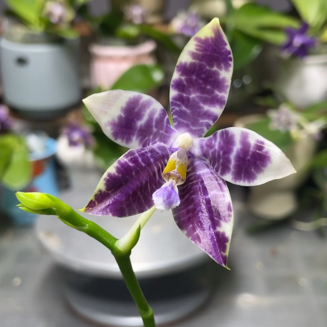 完全开放KM3667，2.5杯开花株