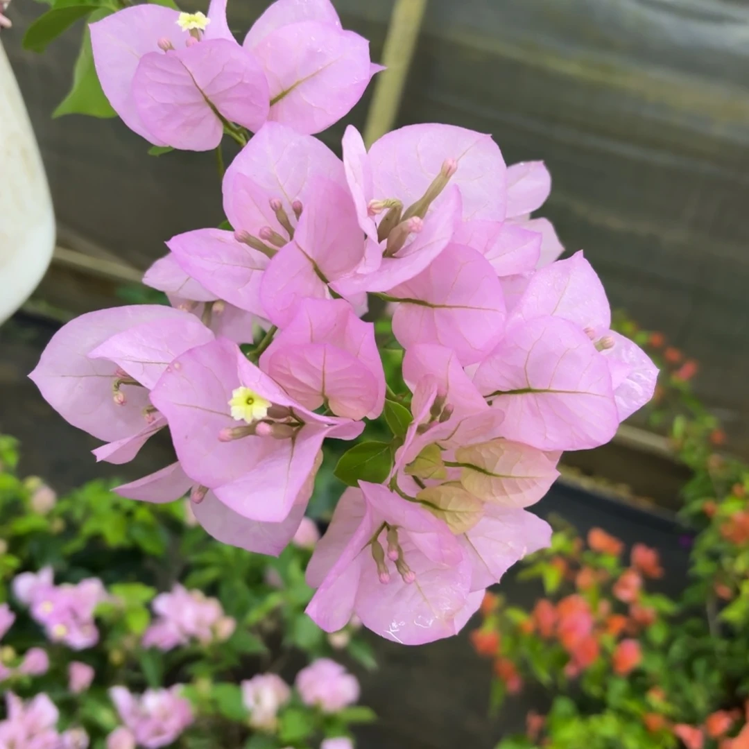 全部花苞（国际粉）三角梅会落花落叶会光杆苗有大有小