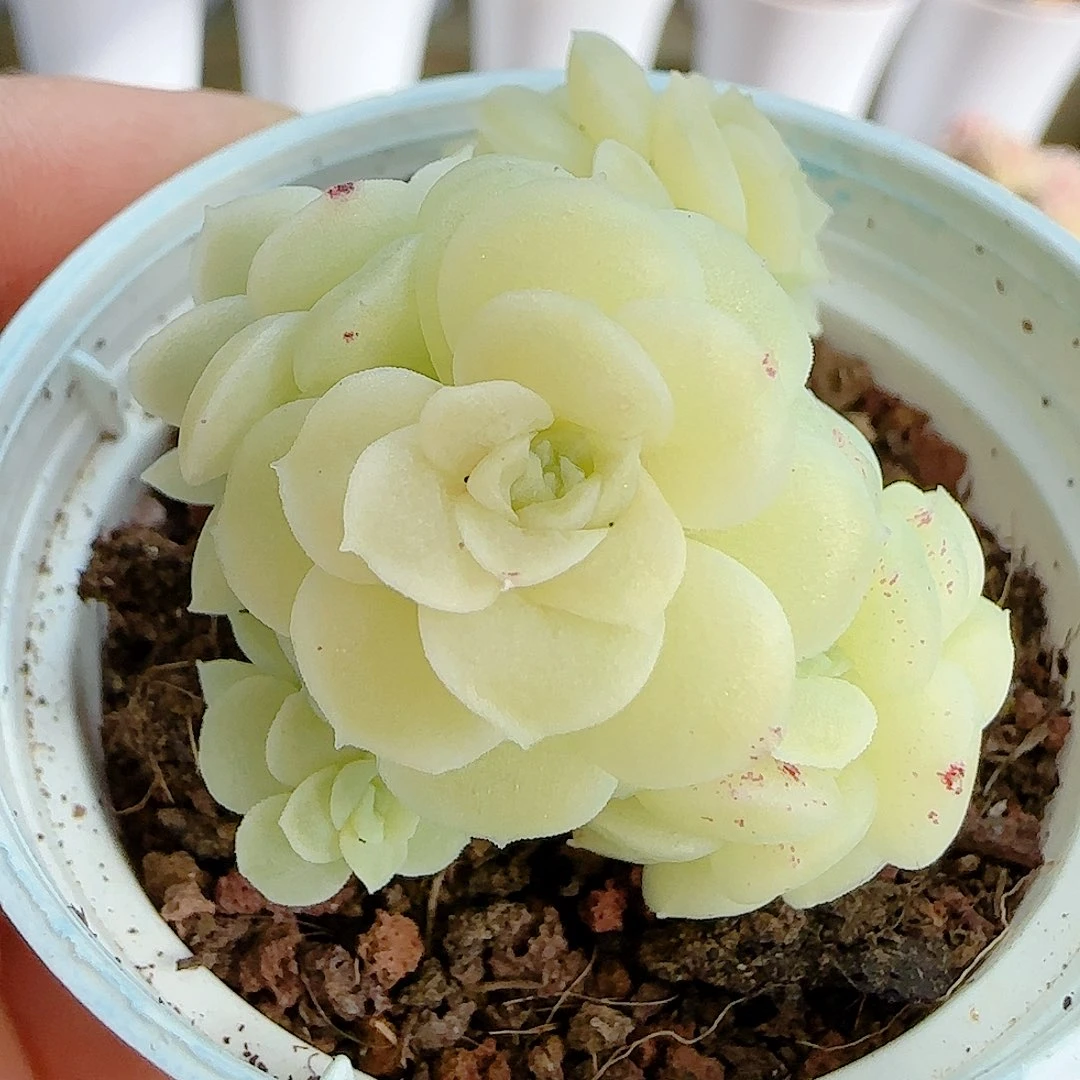 红***桃0101-88（m1-551）优选