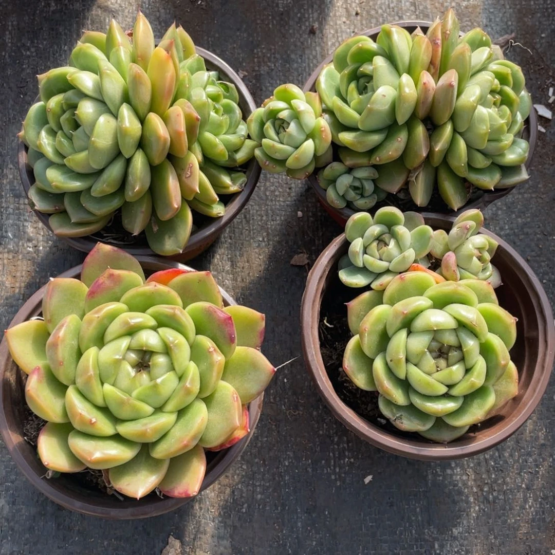 一物一拍 四棵一组