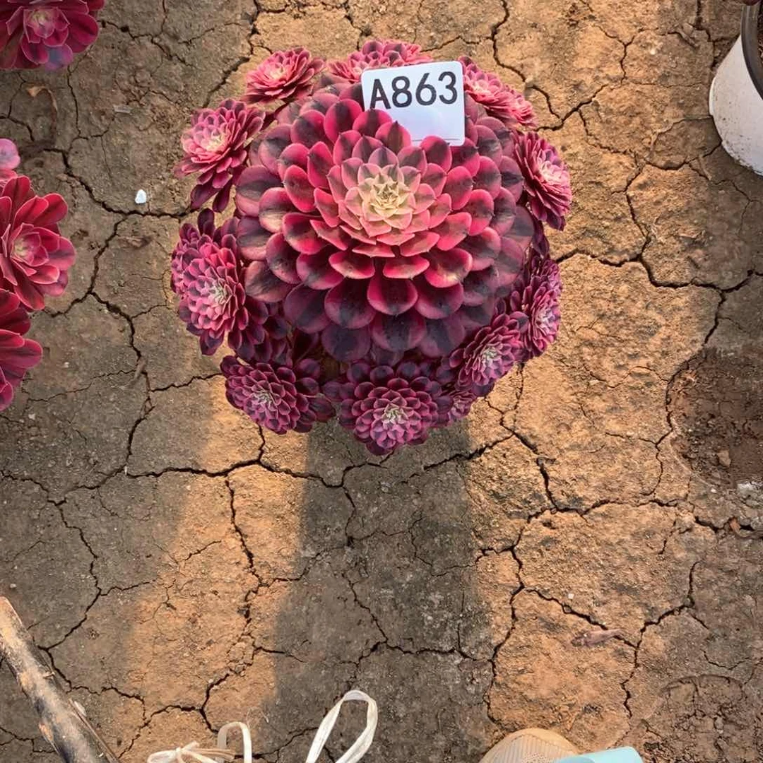 梦****5嫩桩黑铜白863多肉法师植物