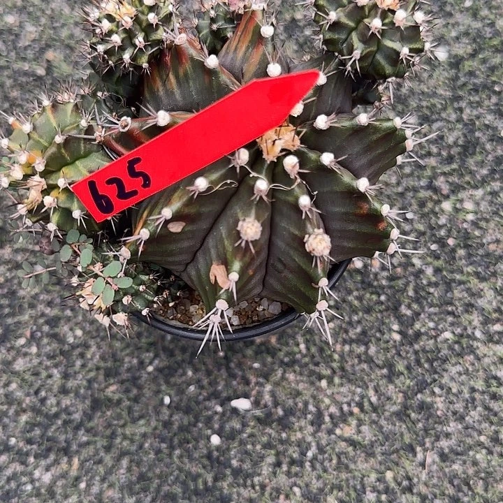 @****晞625-0314泰国发货有伤