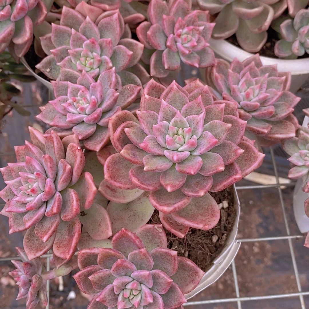 油漆桶多头群生老桩包红