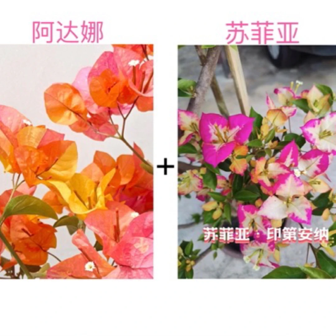 （阿达娜+苏菲亚）名贵品种组合到手2棵三角梅基地直邮不带花不带盆