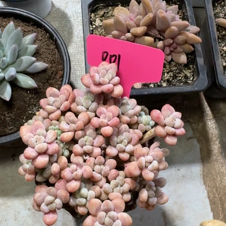 001鱼子酱新号福利价