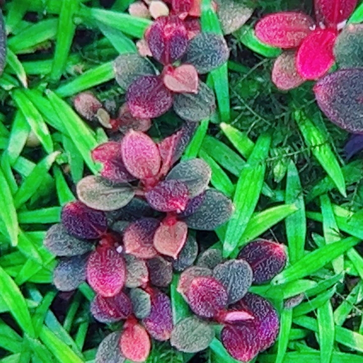 福利106号福利价植物一头