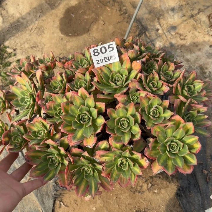 星灿……多肉植物……