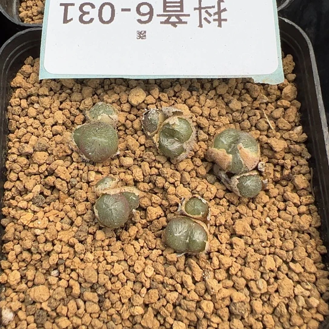 6-31量拍斯蒂芬毛球一群