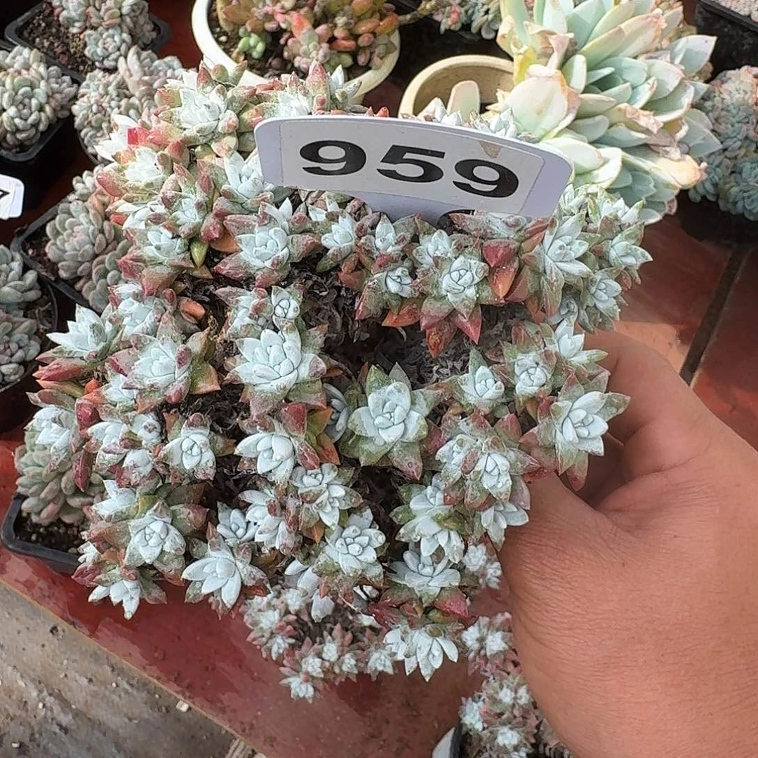 我***育959白菊一个一物一拍