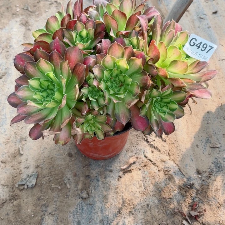 497韶华多肉一样