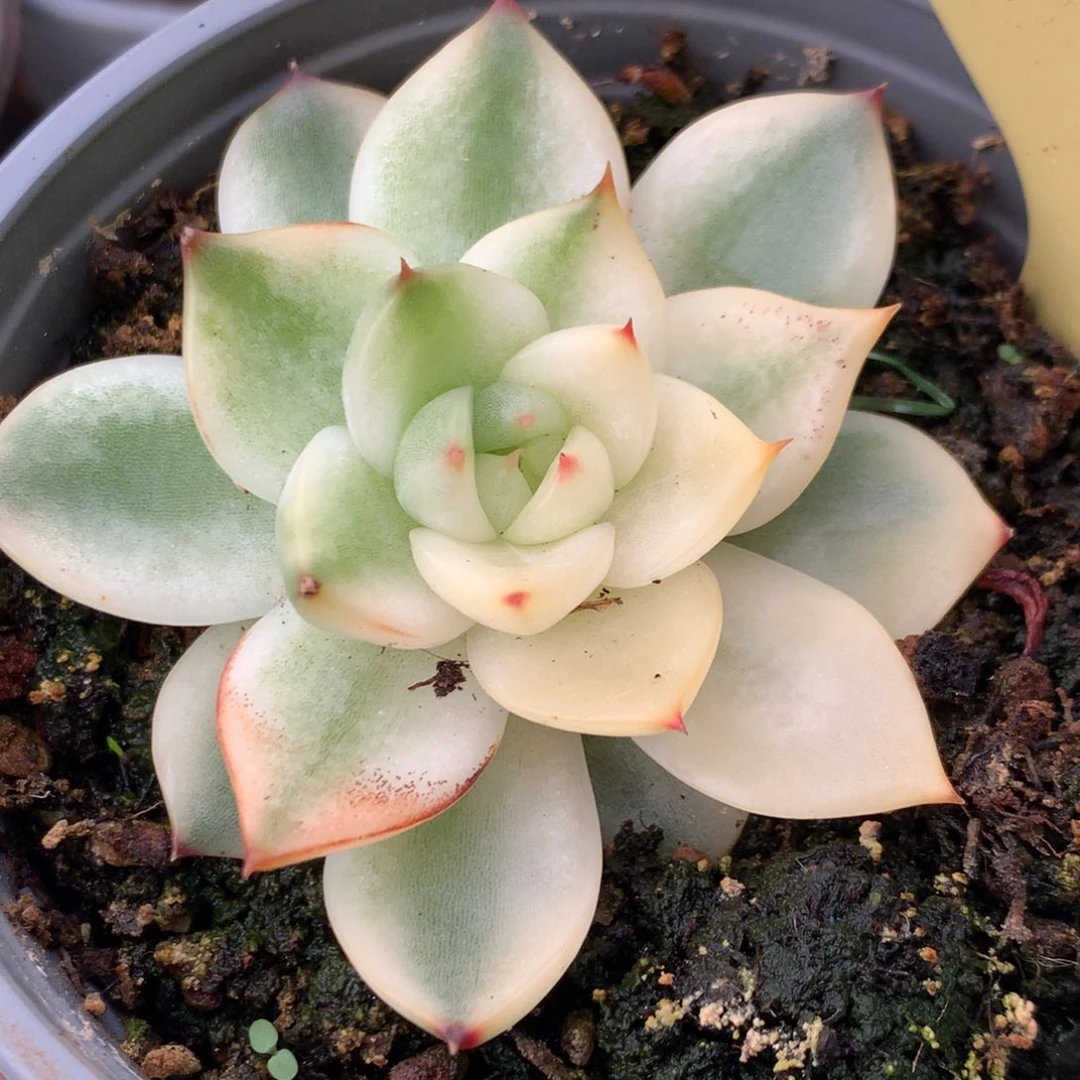 月亮石锦姐姐姐姐姐姐