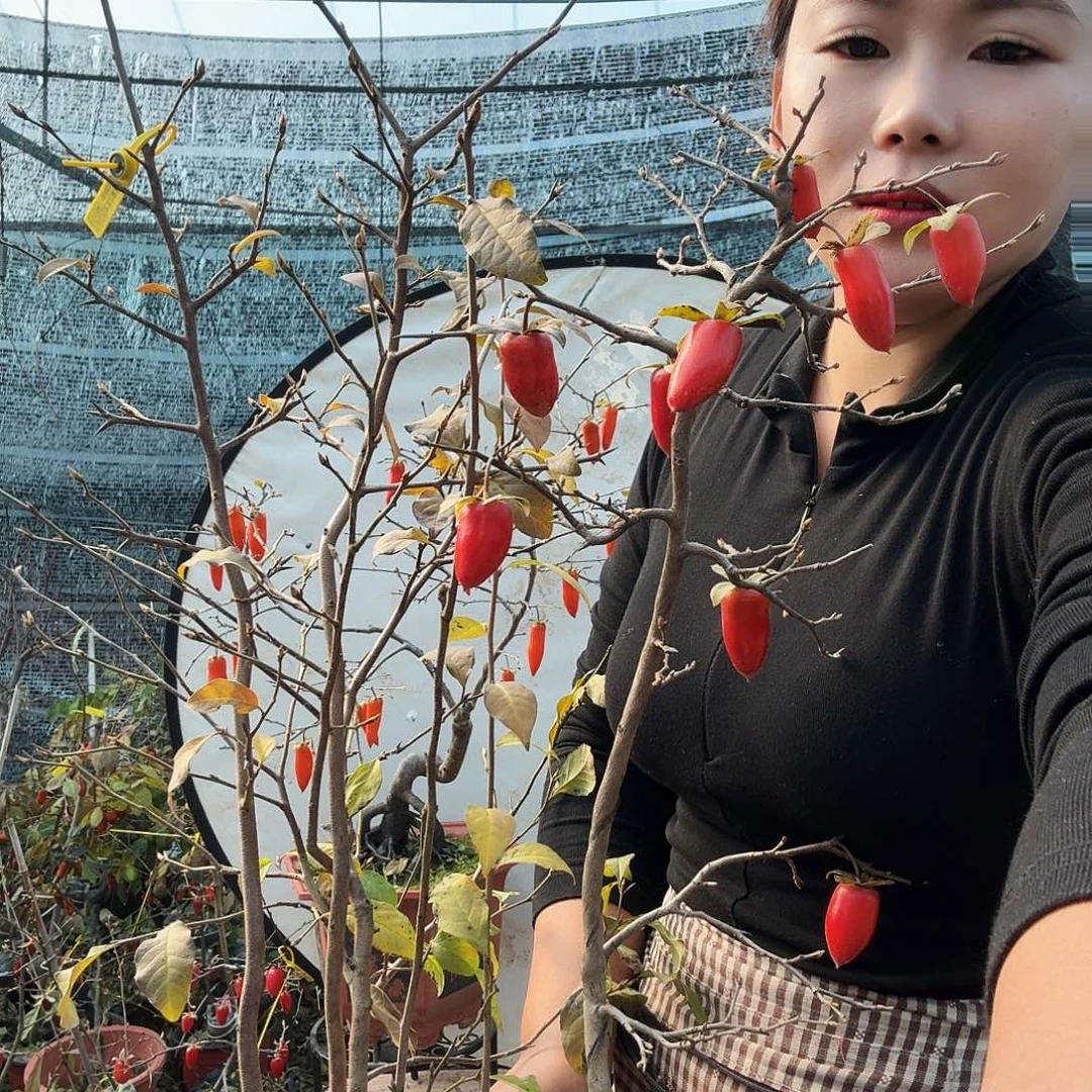 清***月完全开放老鸭柿子