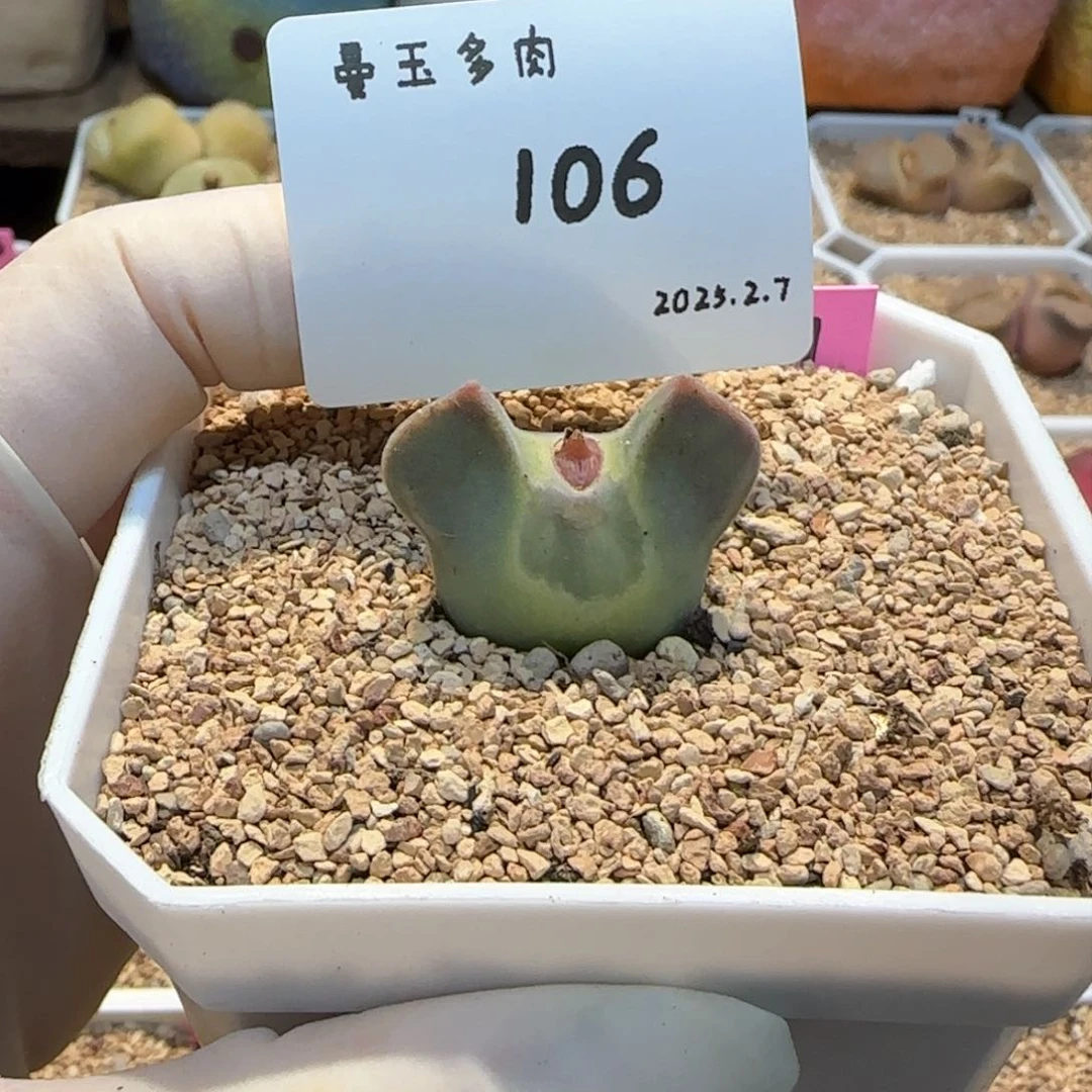 毛**?多肉多肉多肉2.7-106mmz