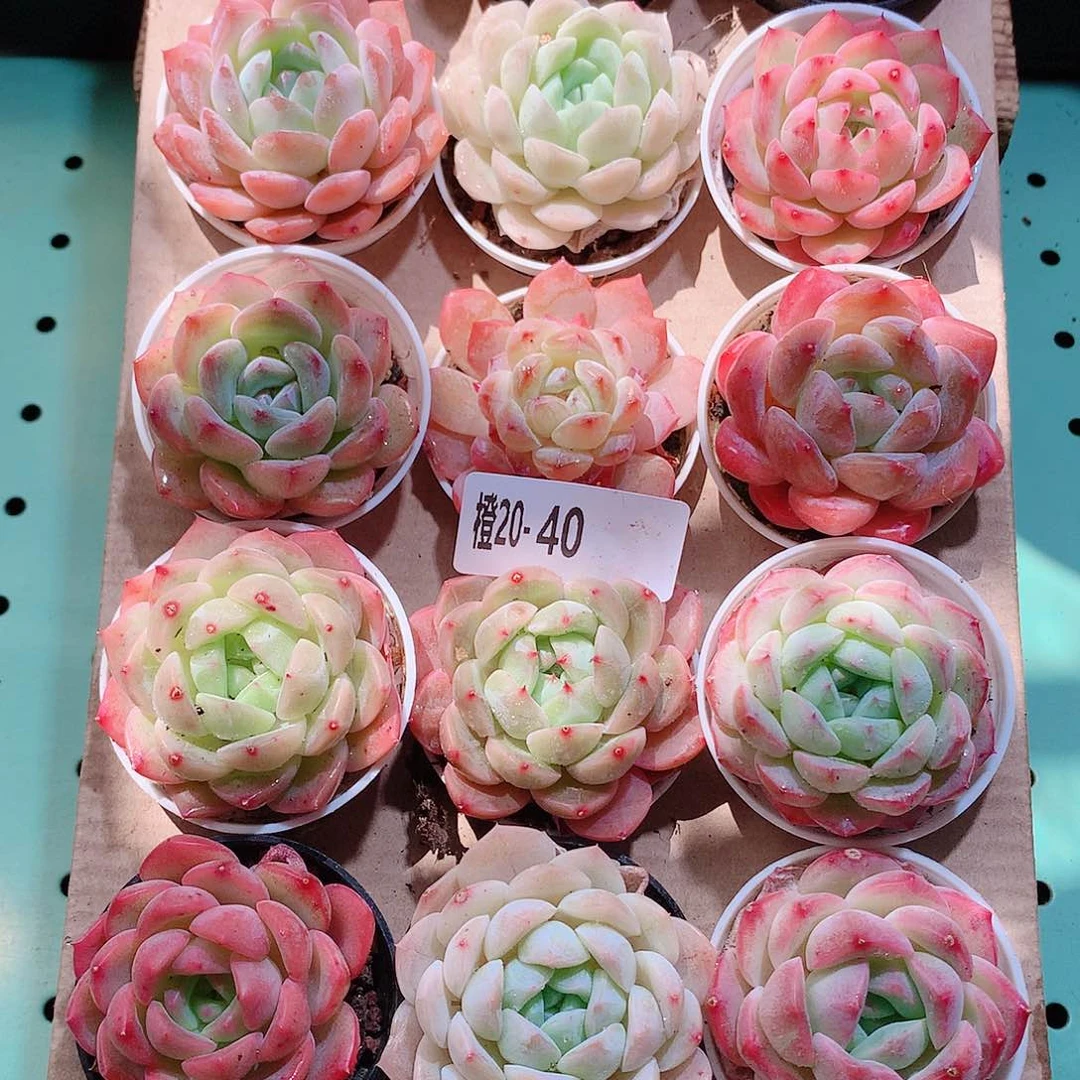 20-40一物一拍带盆18颗