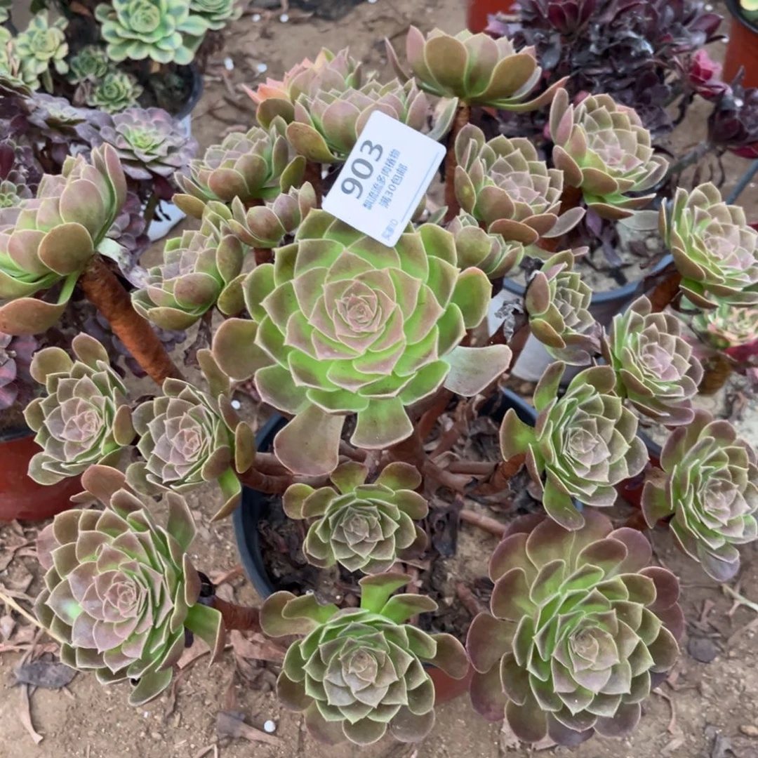 炽焰莲多肉903无售后