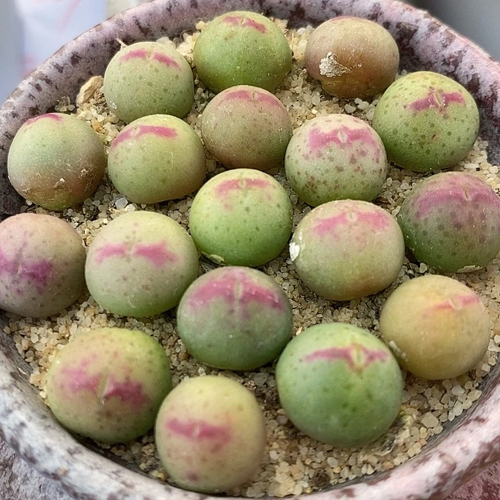 136号皮卡丘一颗。