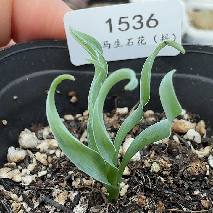 老马生石花贵妃弹簧草1536