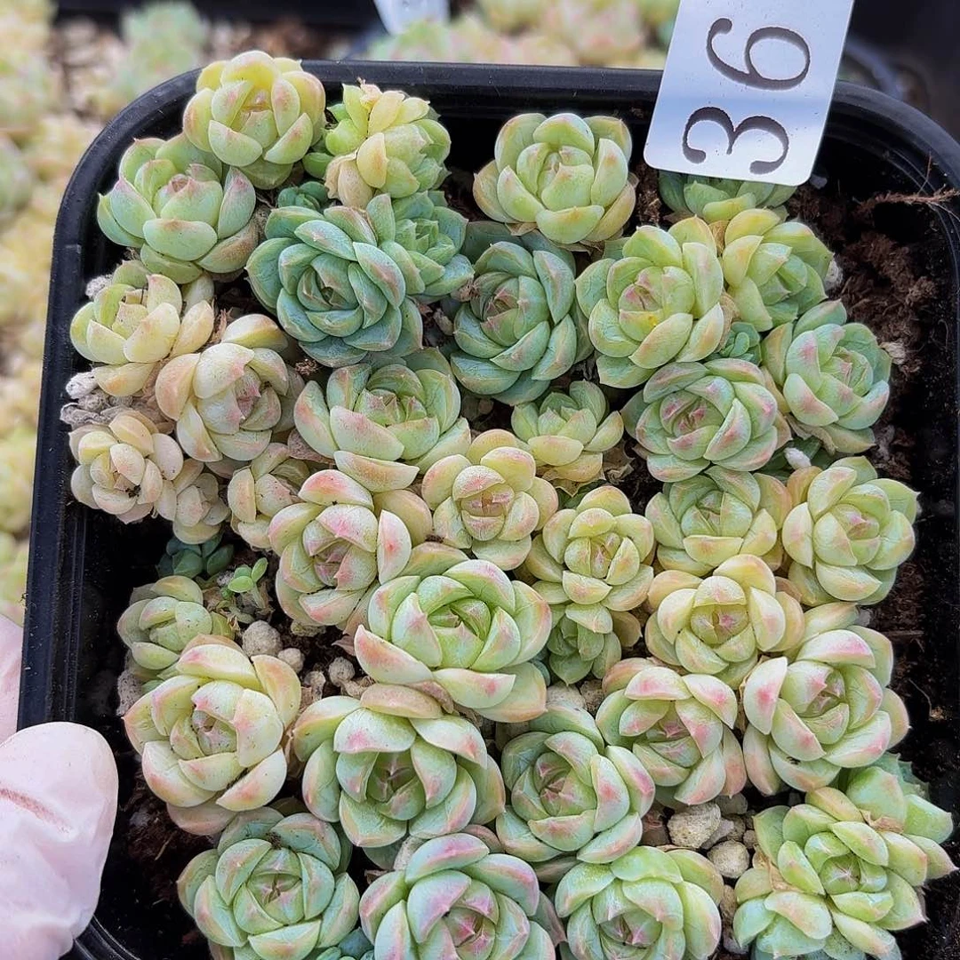 多肉植物多肉植物36