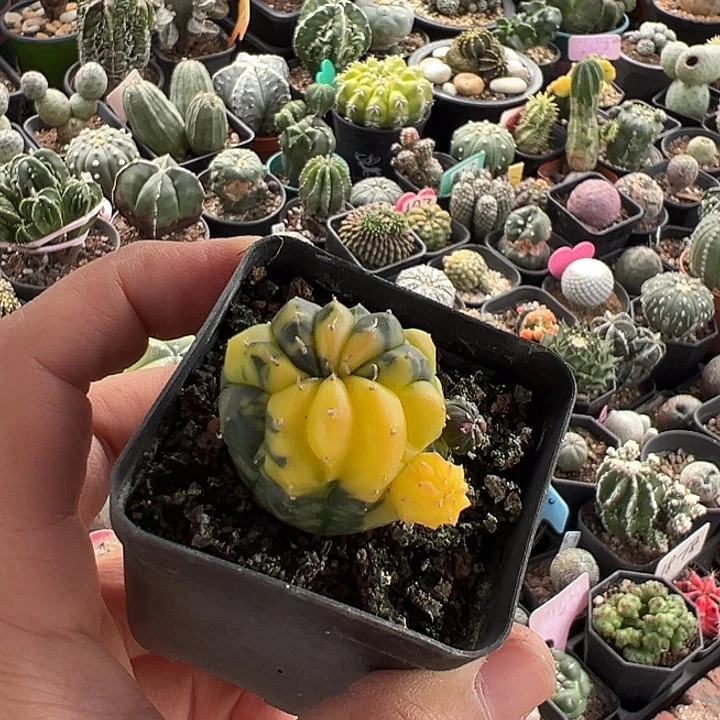 无花朵在常备不懈高科技各个环节即将回归