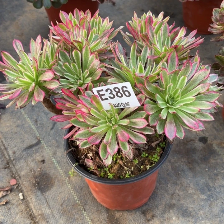 瑞妈，。。。。。。386瑶光仙墨，