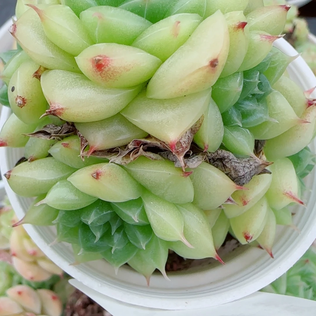 何***包花语逸镜0924-202散