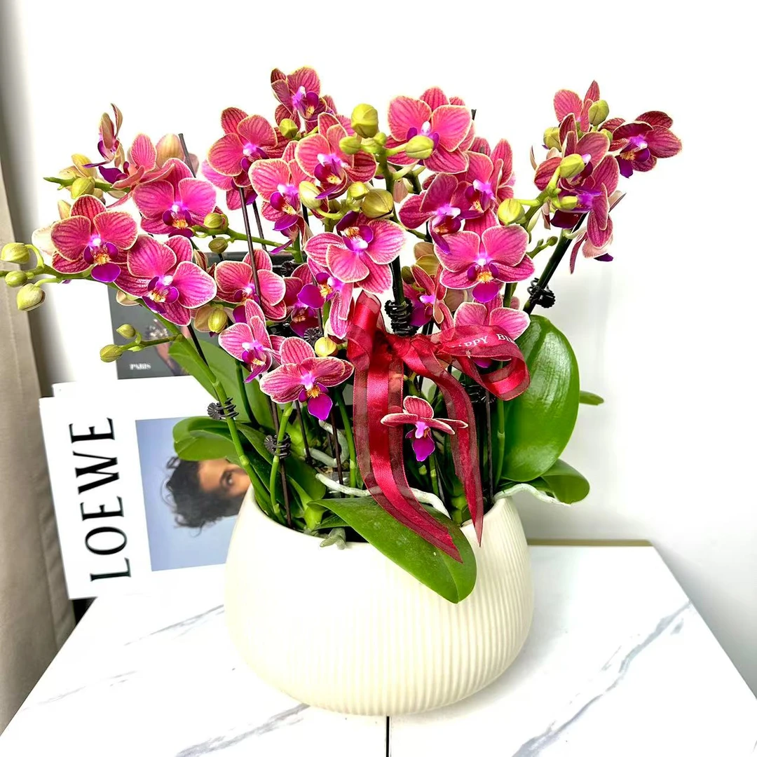 蝴蝶兰【金边玲珑】年销花爆品花花 好养耐养