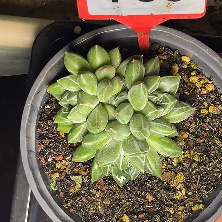 多肉植物雪花美人755