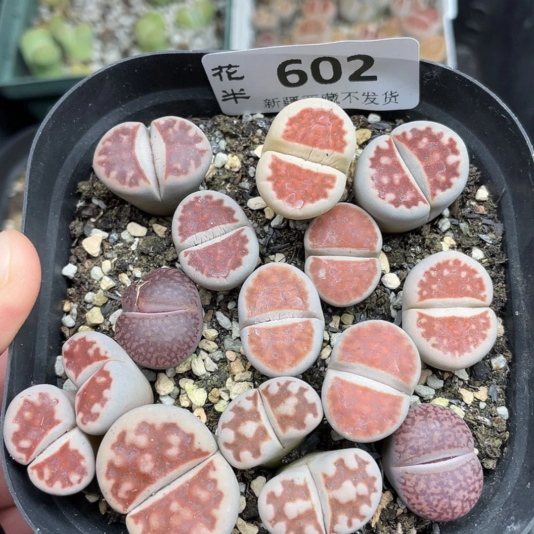 602000000花花花花花